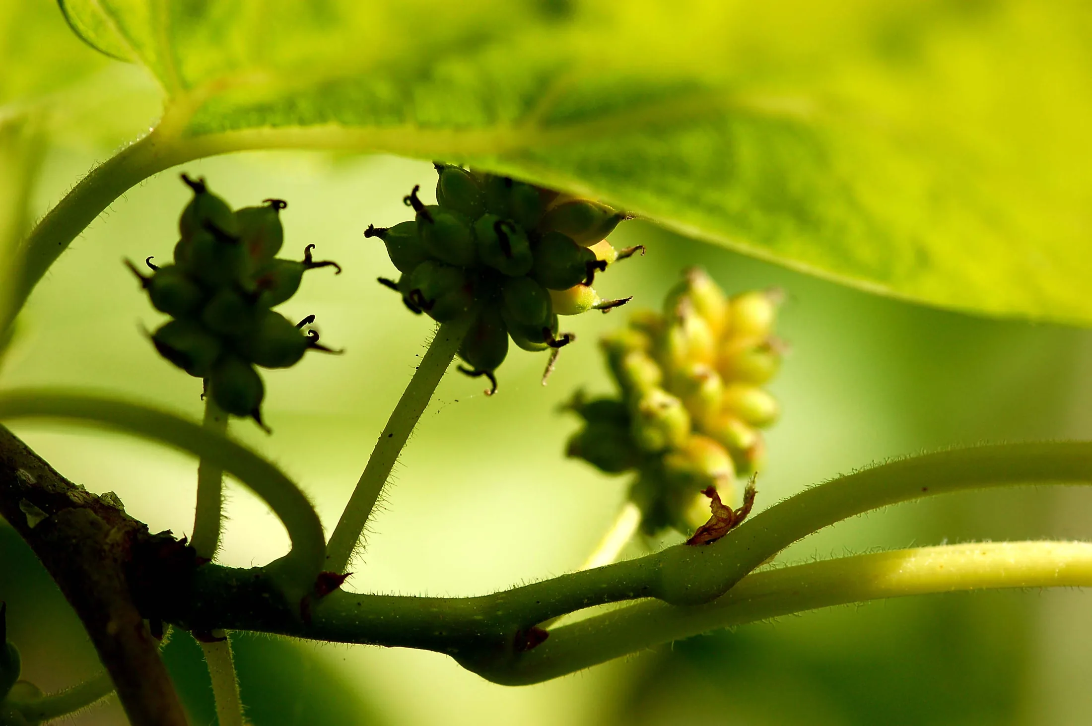 Flowers 2